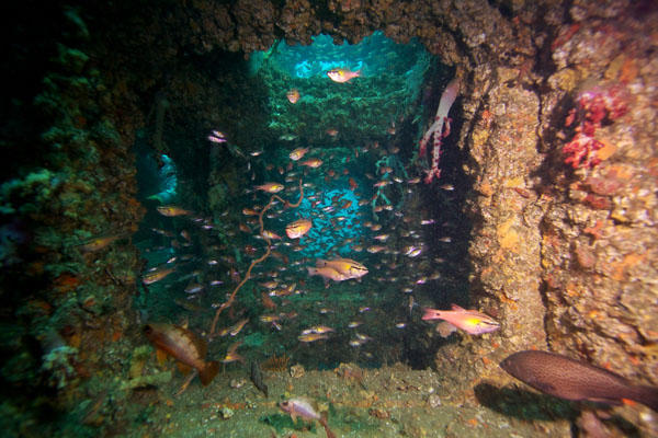ドリームのブロック魚礁