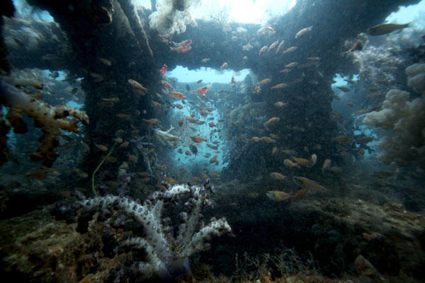ドリームのブロック魚礁